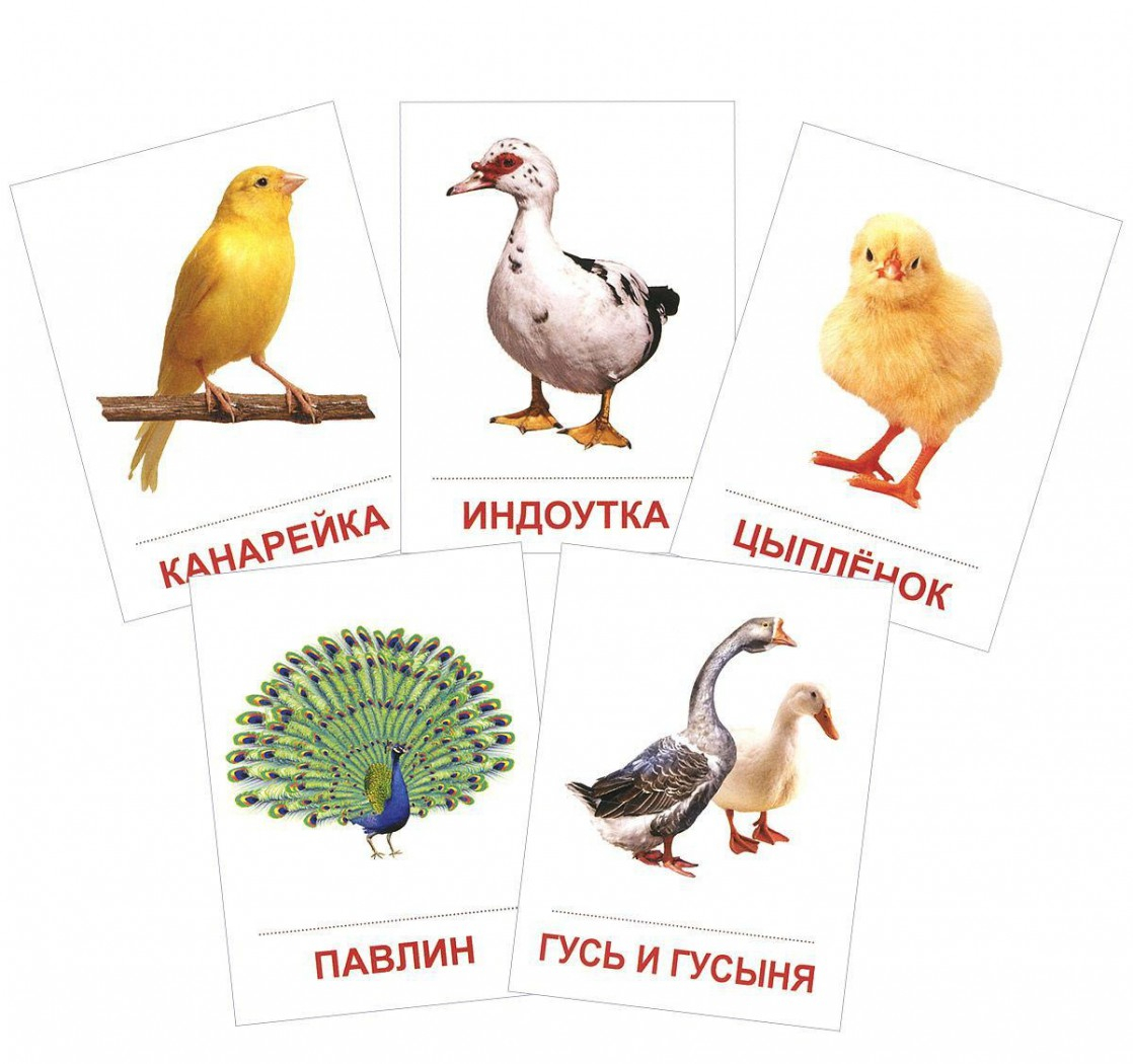 Карточки с изображением домашних птиц